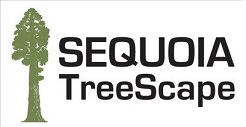 Sequoia Treescape